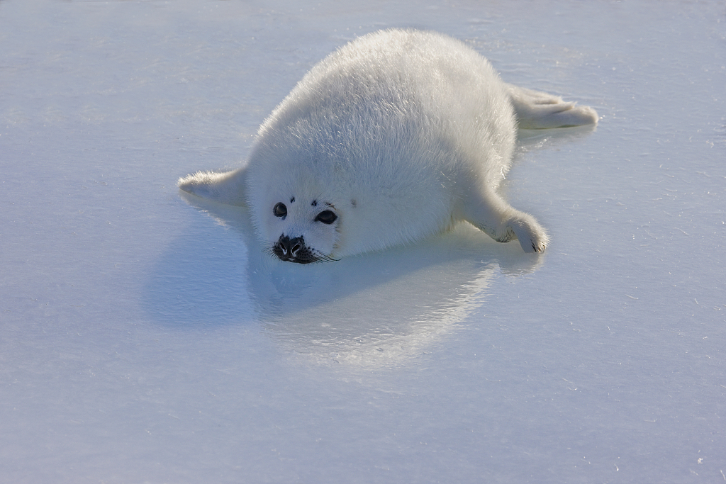 Chubby seal animal
