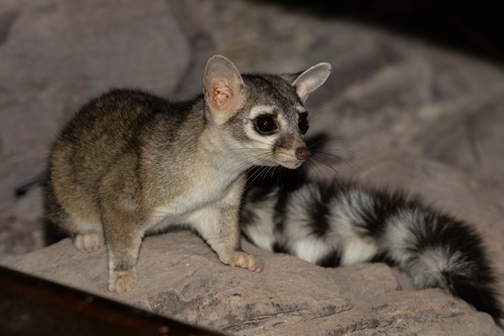 Ringtails