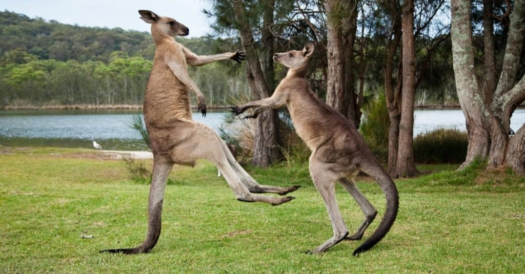 How strong is a kangaroo?