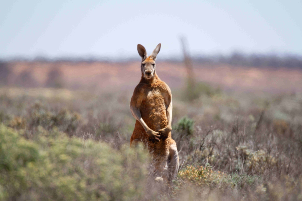 Kangaroo strong kick