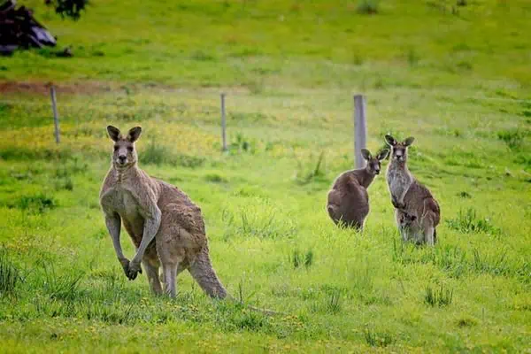 Kangaroo vs human