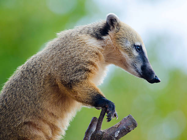 Coatis