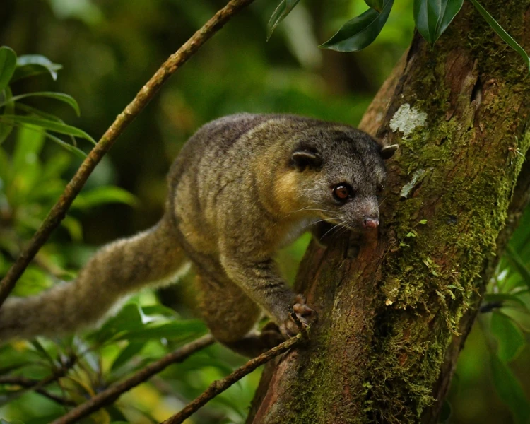 Northern Olingo