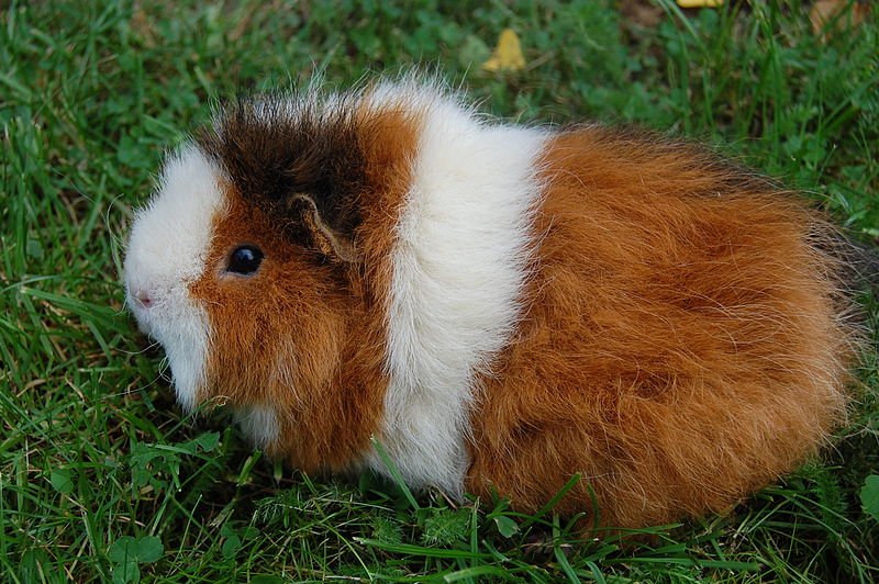 Chubby guinea pig
