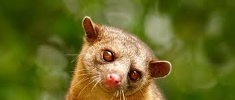 Kinkajous