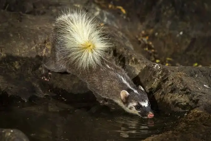 Burmese ferret-badger