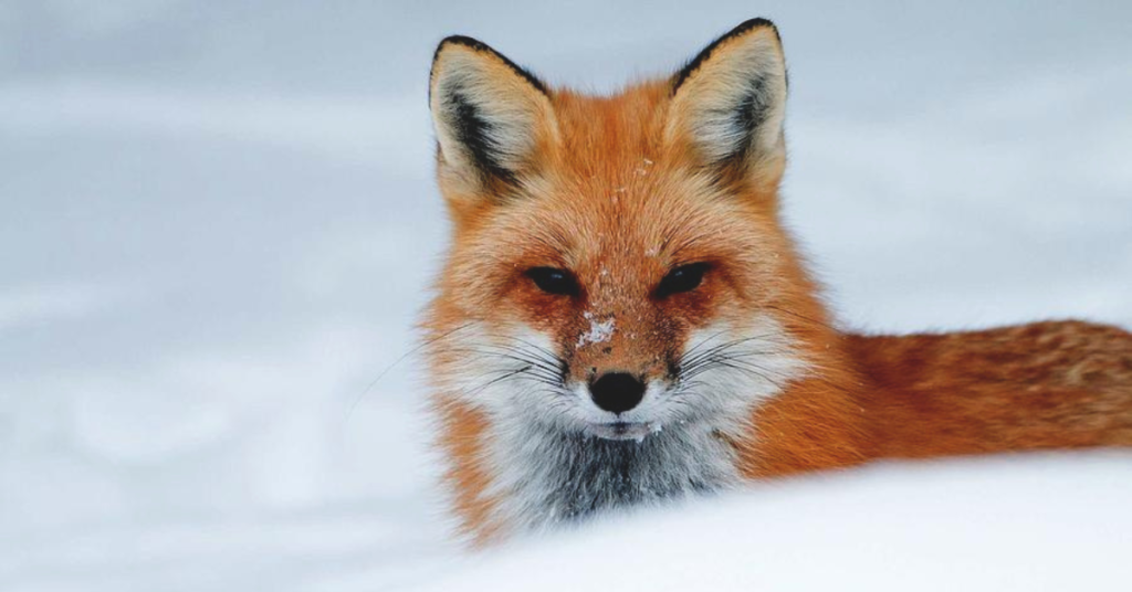 Foxes