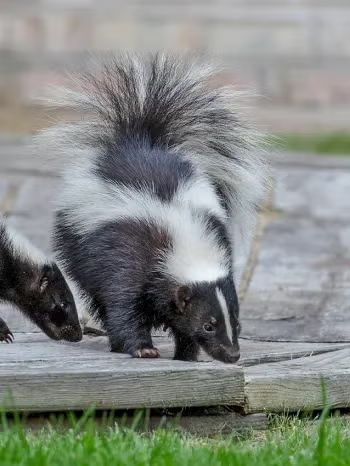 Skunks
