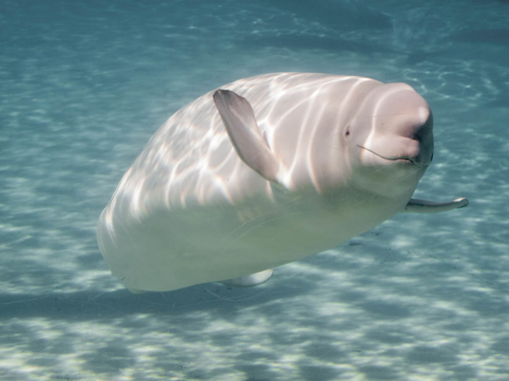 whales- Chubby animals in the world
