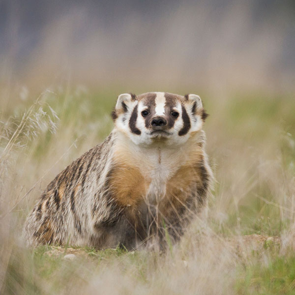 American Badger
