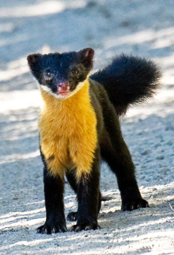 Marten