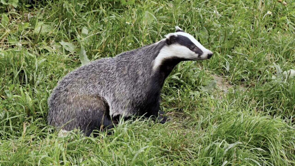 Badgers in maine