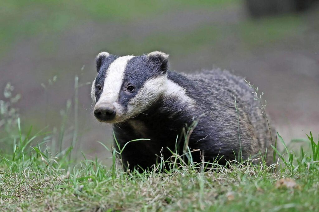 badger