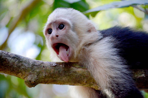 Capuchin