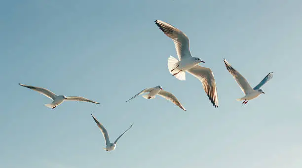 Seagulls