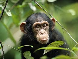Chimpanzees