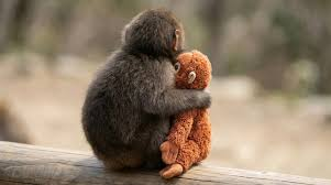 Macaques