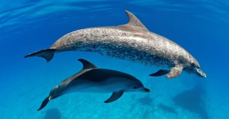 Chubby dolphin