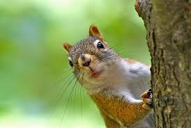 quirrel