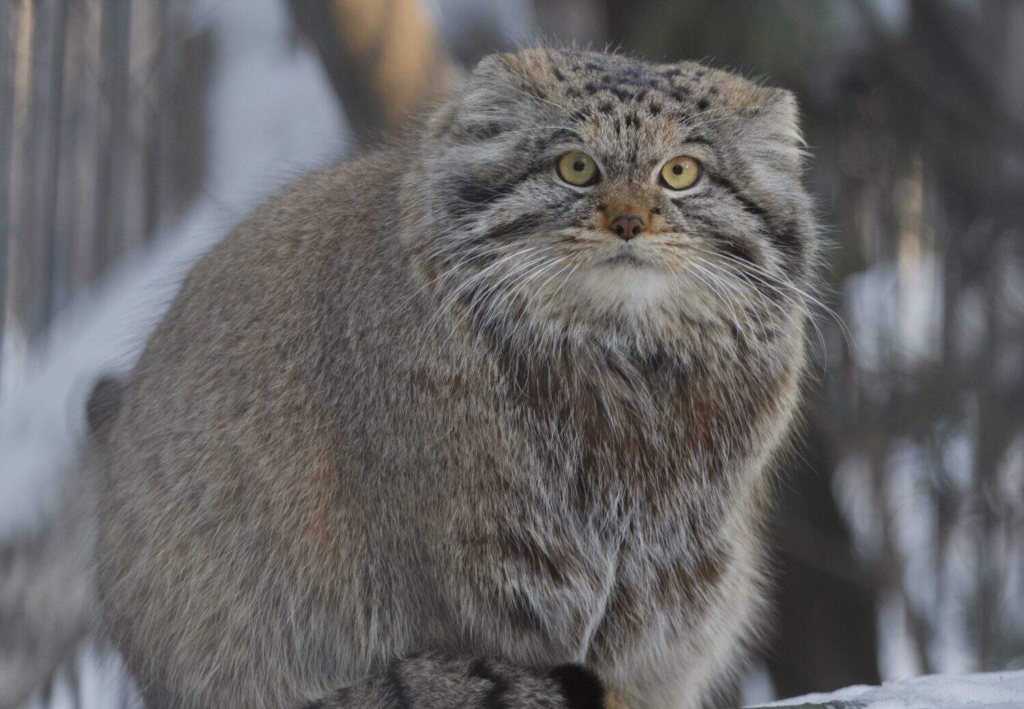 Chubby pallas' cat