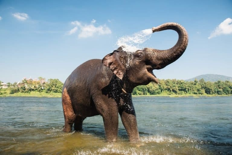 Animals that Drink a lot of Water