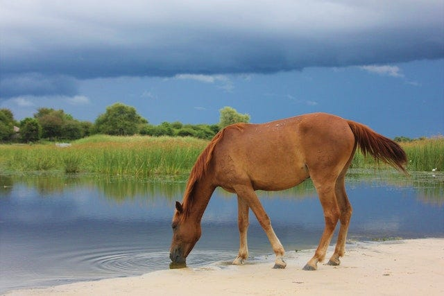Horse drink a lot of water