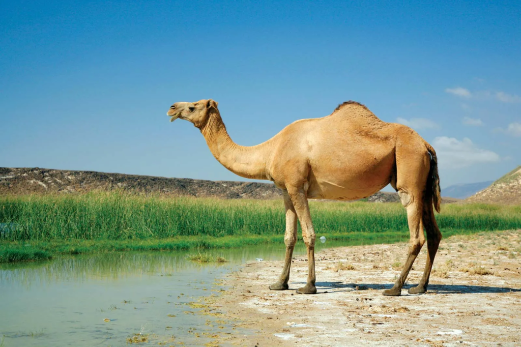 Camel drink a lot of water