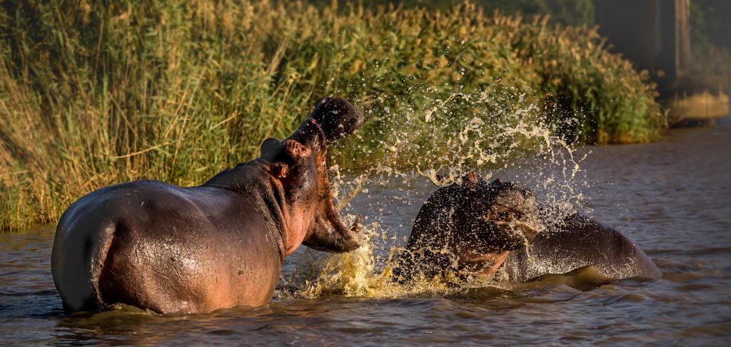 hippopotamus drink a lot of water