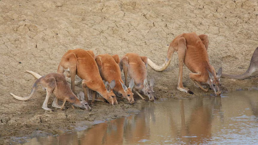 Kangaroos drink water a lot