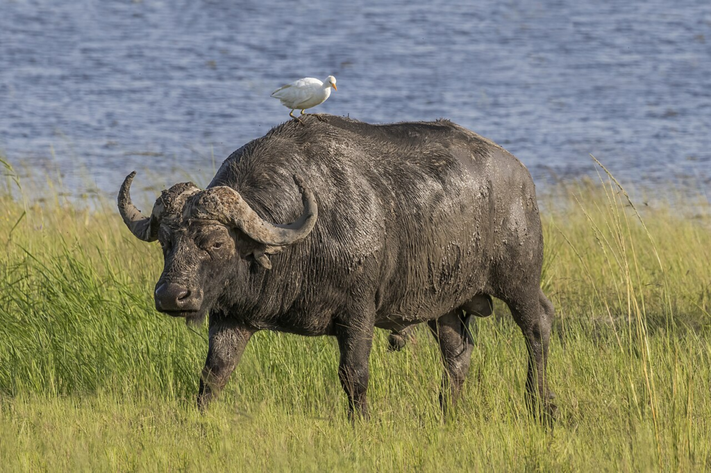 African buffalo drink water a lot