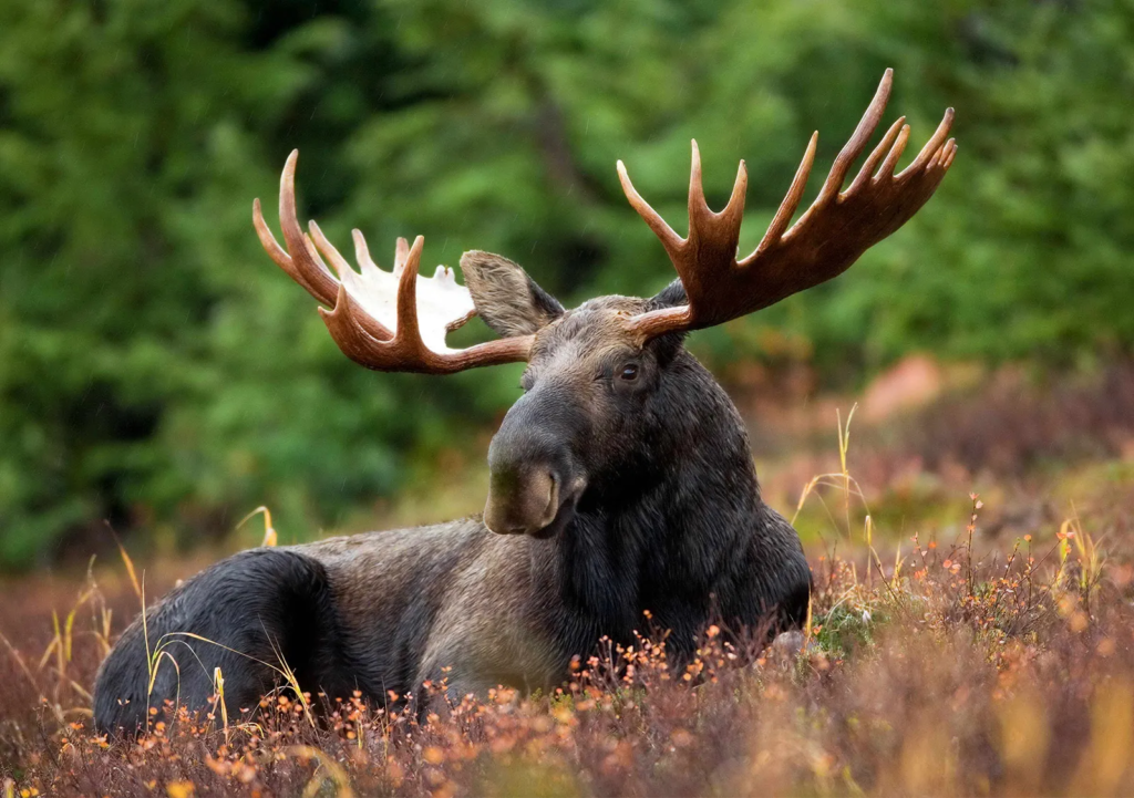 Moose drink a lot of water