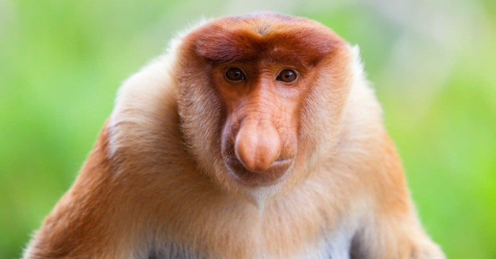 Proboscis Monkey drink a lot of water