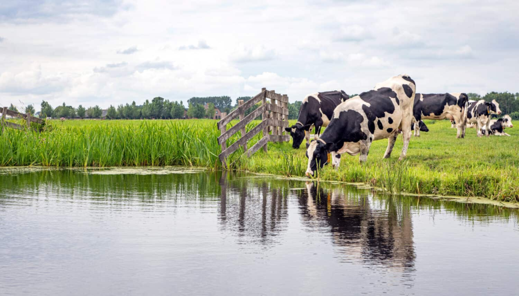 Cows that drink water a lot