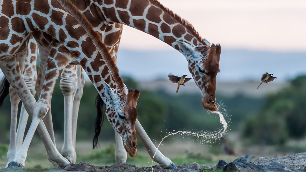 Girffe drink a lot of water