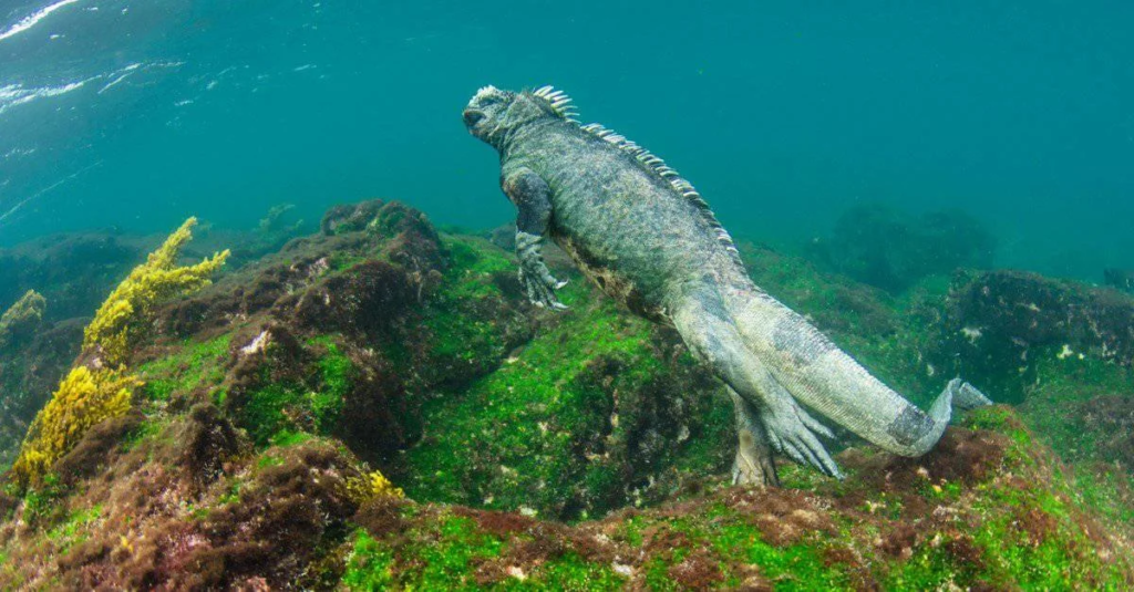Marine lguana drink a lot of water