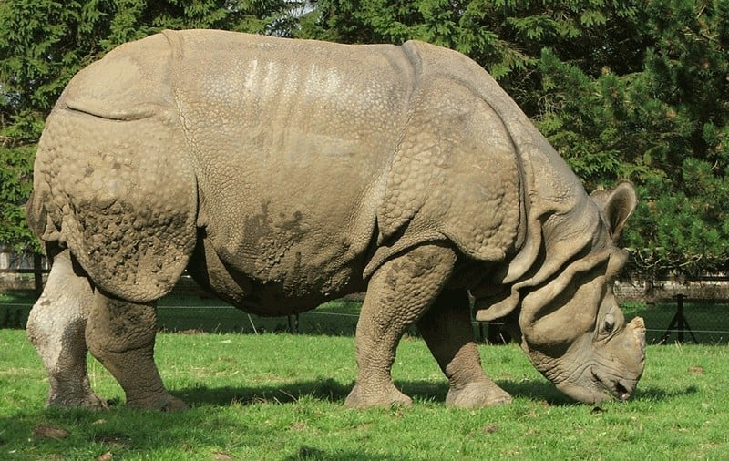 rhinoceros drink a lot of water