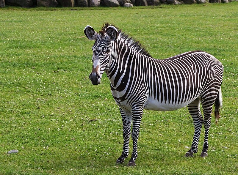 Zebra drink a lot of water