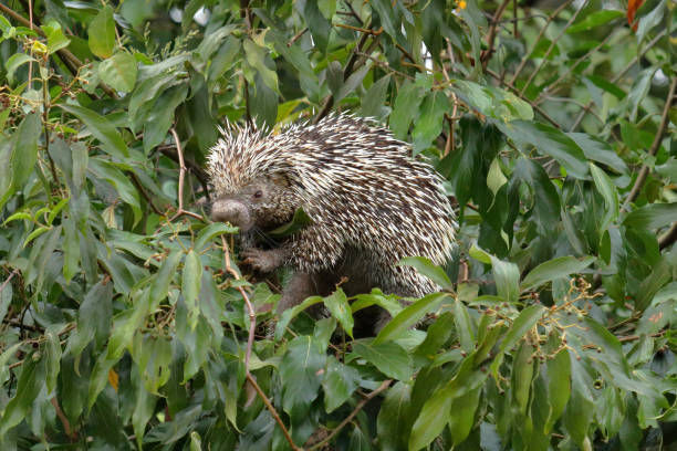Porcupines