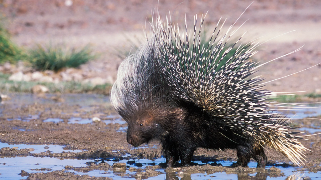 Porcupines