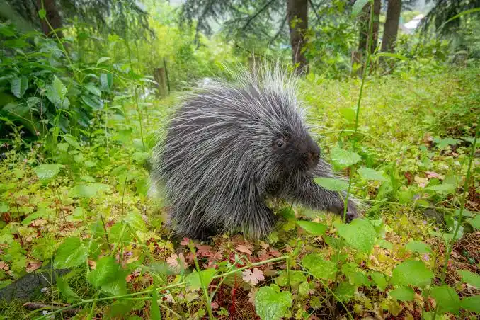 North American Porcupine