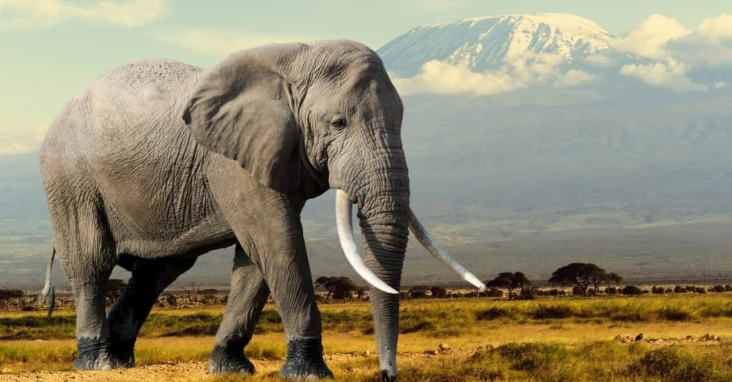 chubby elephant