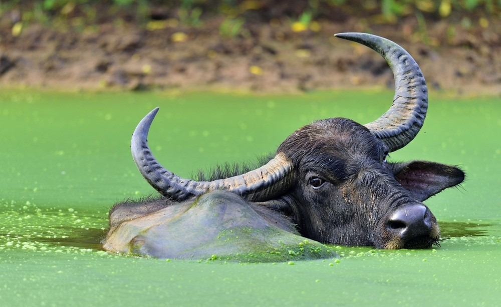 Asian water buffalo