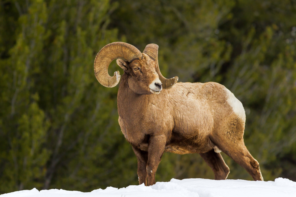 Bighorn sheep