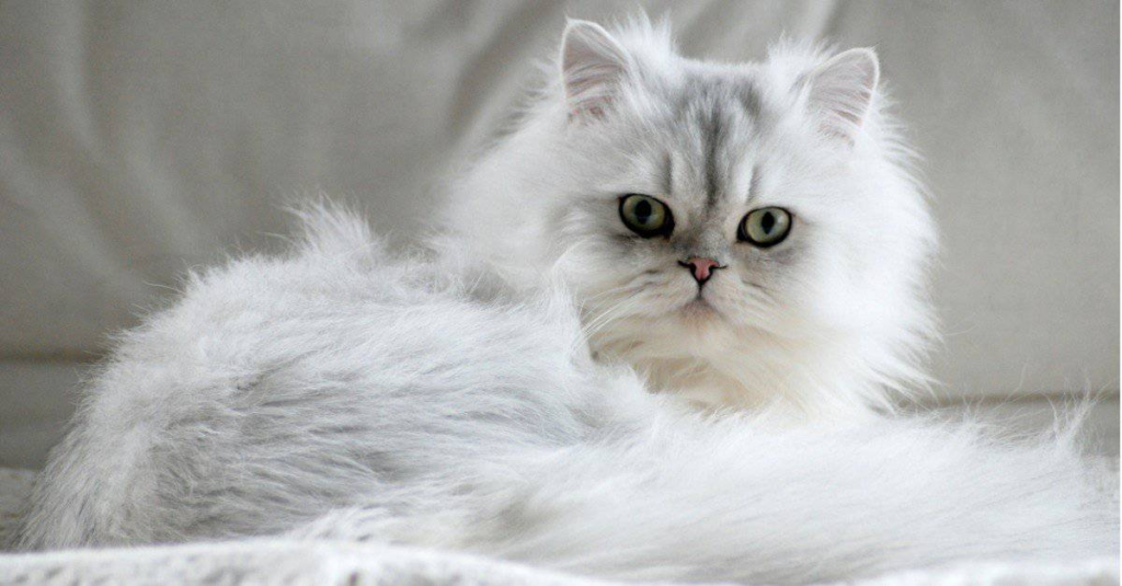 chubby persian cat