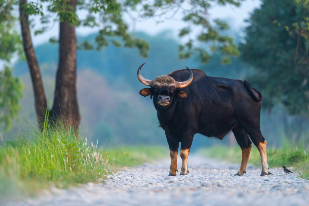 chubby gaur