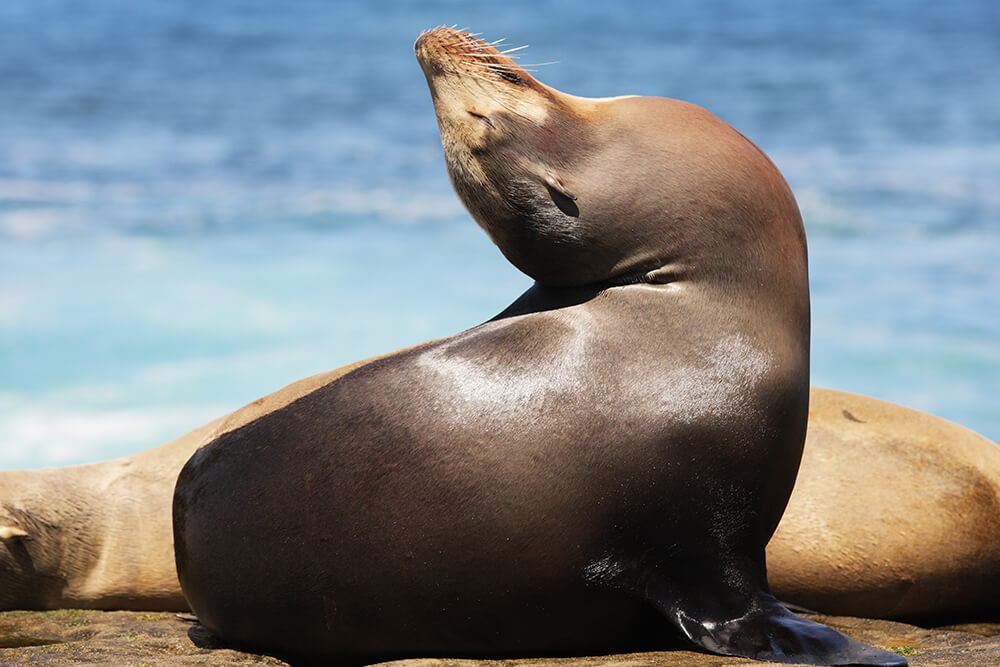chubby sea lion