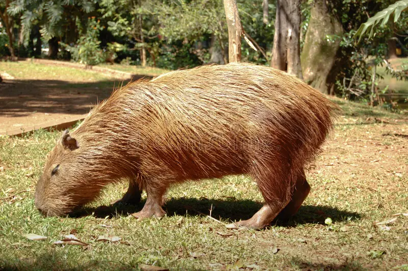 chubby capybara