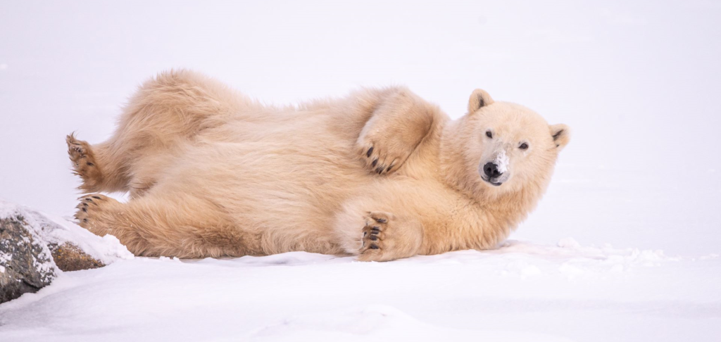 chubby polar bear