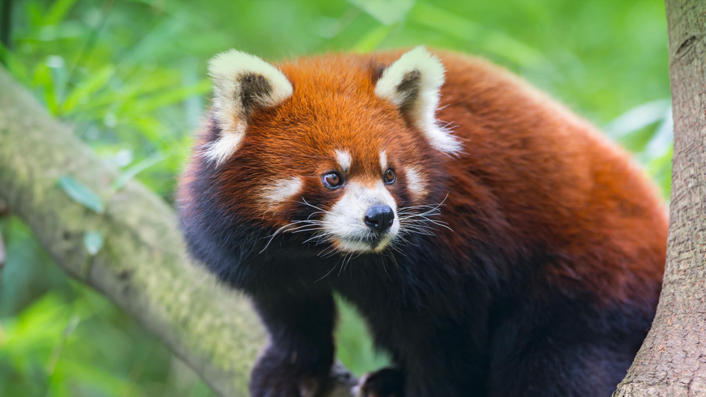 red panda