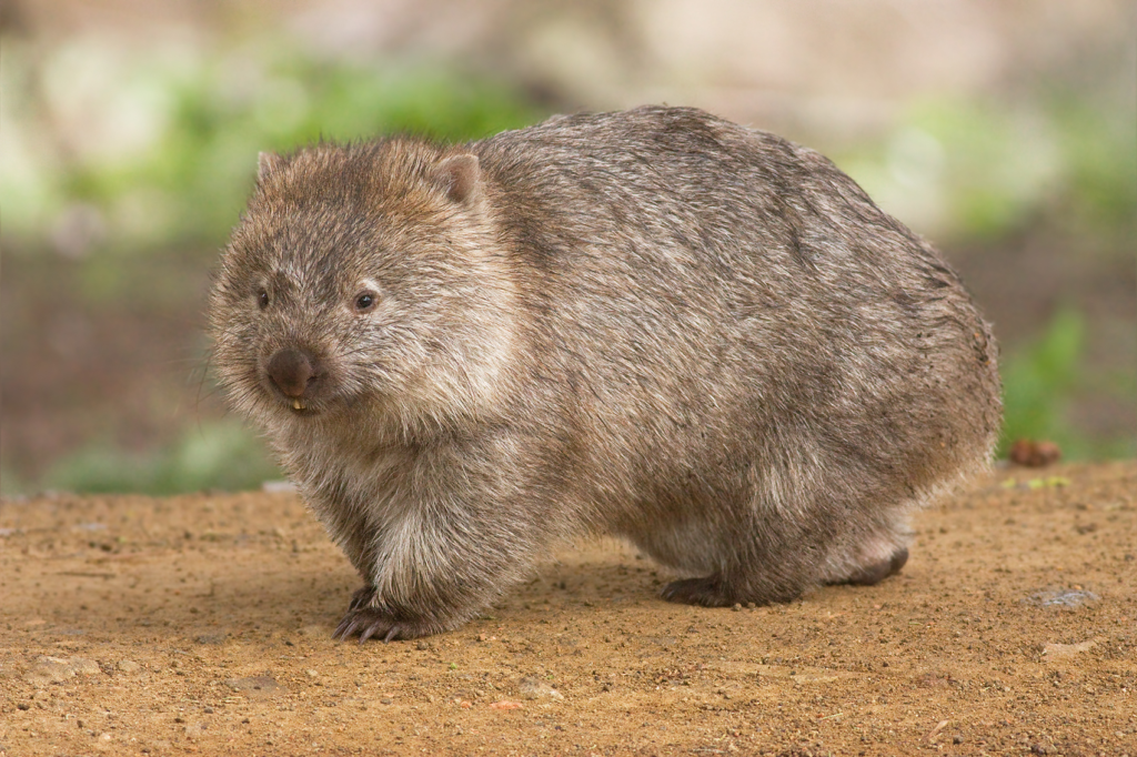 chubby wombat